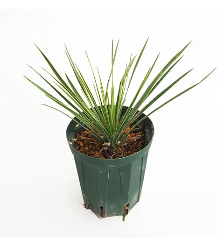 Amazon｜現ダシリリオン・ロンギシマム 9号 C番｜観葉植物 オンライン通販